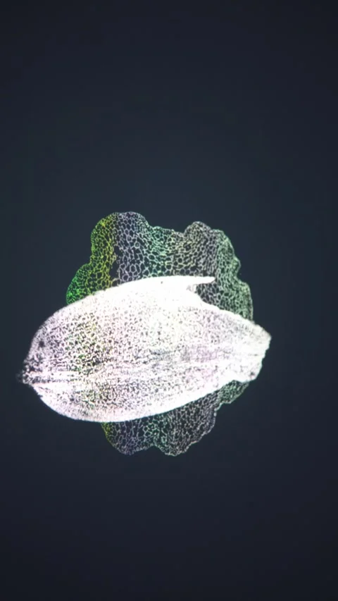 Covid virus mutates vertical video 스톡 동영상 288042402