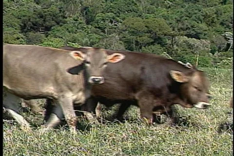 Cow - 0001 Video stock 844772
