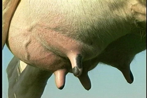 Cow - 0002 Stock Footage 844771