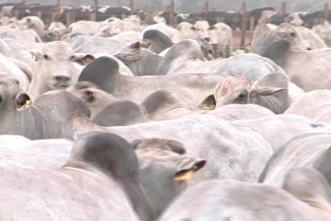 Cow - 0006 Video stock 844777