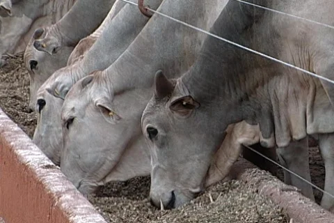 Cow - 0014 Stock Footage 844779