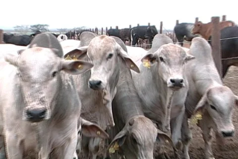 Cow - 0017 Stock Footage 844784