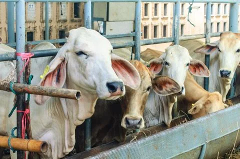 Cow 01 Foto stock