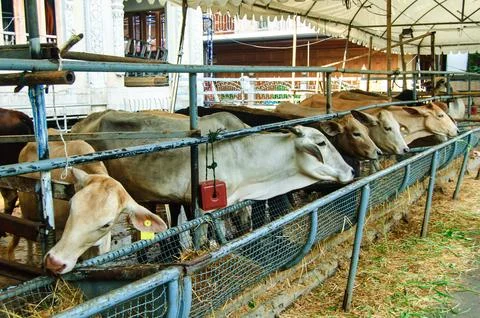 Cow 03 Stock Photos