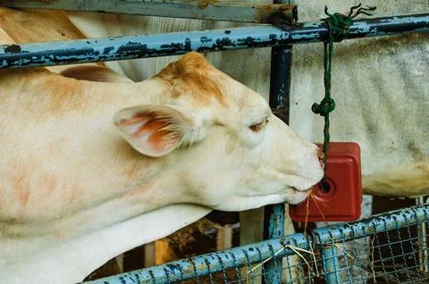 Cow 04 Foto stock