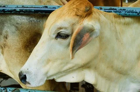 Cow 05 Foto stock