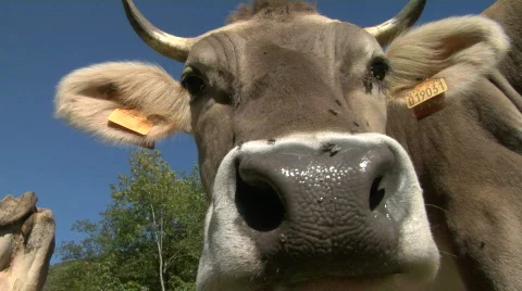 Cow 06 Stock-Footage 845884