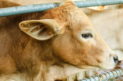 Cow 06 Foto stock