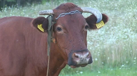 Cow 1 Stock Footage 8566200