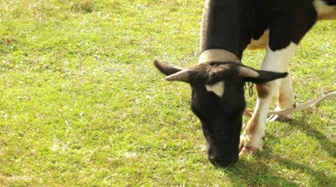 Cow 1 Stock Footage 11853712