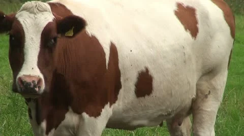 Cow (1) Stock Footage 12712600