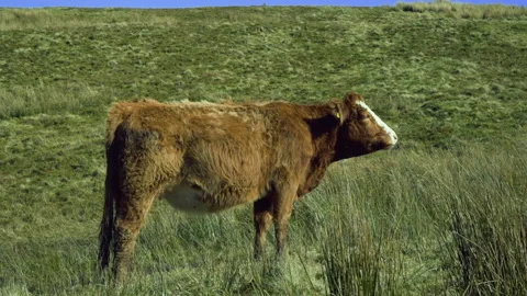 Cow 1 Stock Footage 132140803