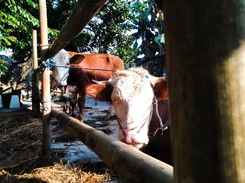 Cow 1 Stock Photos
