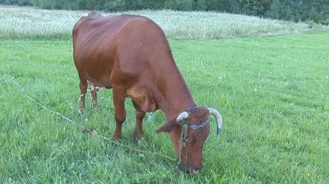 Cow 10 Stock Footage 8566199