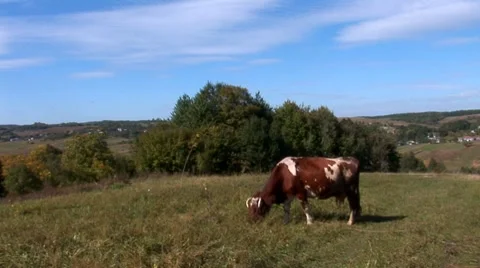 Cow 17 Stock Footage 8795744