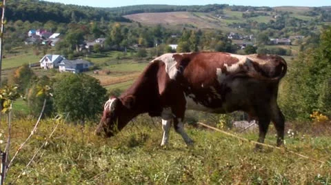 Cow 18 Stock Footage 8914216