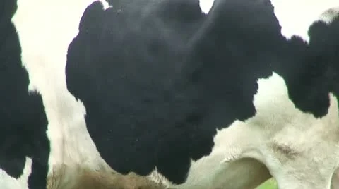 Cow (2) Stock Footage 12718567