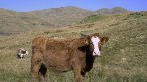 Cow 2 Stock Footage 132144536