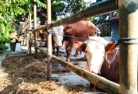 Cow 2 Foto stock