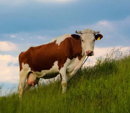 Cow 2 Stock Photos