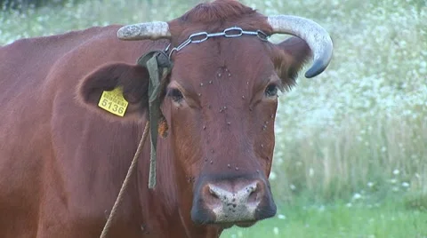 Cow 3 Stock Footage 8566195