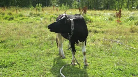 Cow 3 库存影片 11853692