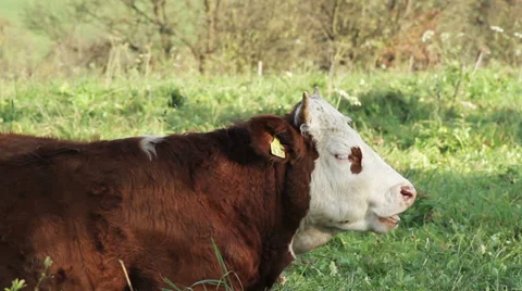 Cow #3 Stock Footage 35728159