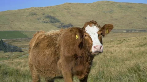 Cow 3 Vídeo Stock 132139214