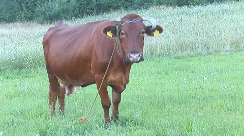 Cow 5 Stock Footage 8566197