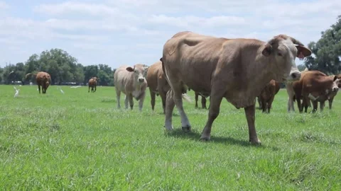 Cow 5 Stock Footage 219825462