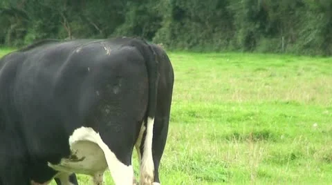 Cow (7) Stock Footage