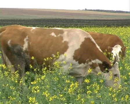 Cow 7 P Stock Footage 513637