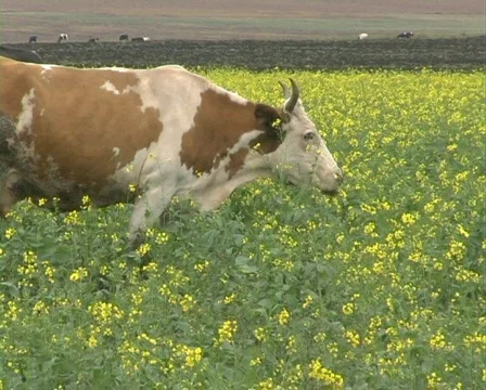 Cow 8 P Stock Footage 513639