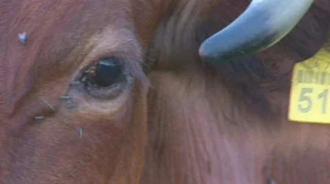 Cow 9 Stock Footage 8566175