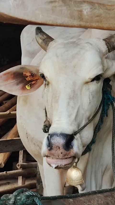 Cow activity Stock Footage 290517914