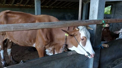 Cow activity in the pen Stock Footage 229832658
