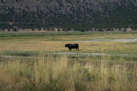 Cow alone Foto stock
