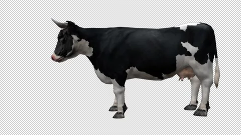 Cow With Alpha Channel Stock-Footage 154045034