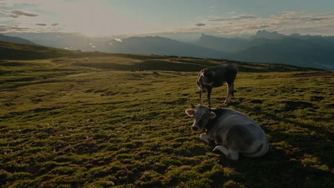 Cow on the alpine hill Stock Footage 170427279