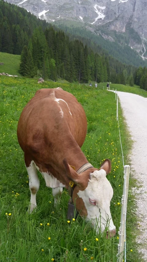 Cow in a alpine meadow Stock Footage 280051306