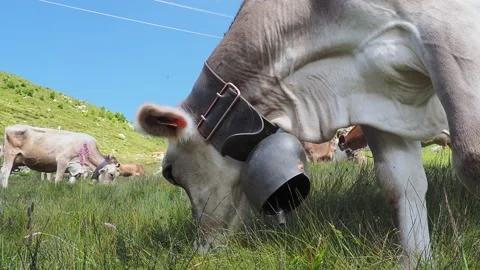 Cow in the alps eating grass Stock Footage 135722092