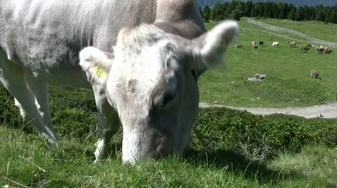 Cow in the Alps 库存影片 398779