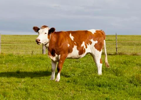 Cow in the Alps Foto stock