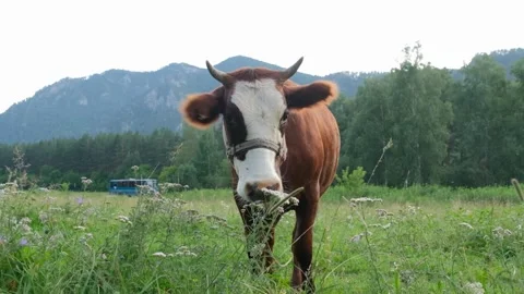 A cow in the altai Stock Footage 281176695