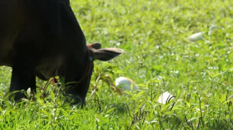 Cow and bird Stock Footage 25632297
