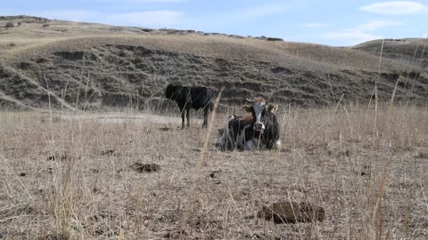 A cow and a black calf are grazing in the steppe. Kazakh nature. Stock Footage 221241908