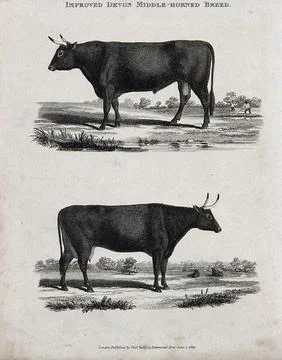A cow and bull of the Devon middle-horned breed. Etching, ca 1822. Ilustración de archivo