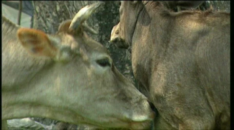 Cow and calf Stock Footage