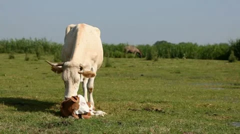 Cow and calf Stock Footage 24653019