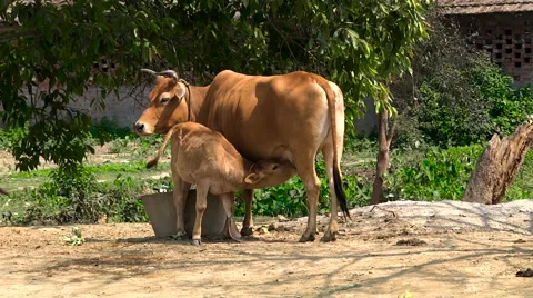 Cow and calf Stock Footage 67770044